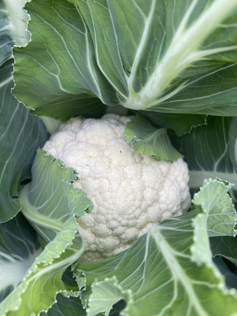Cauliflower in a garden bed