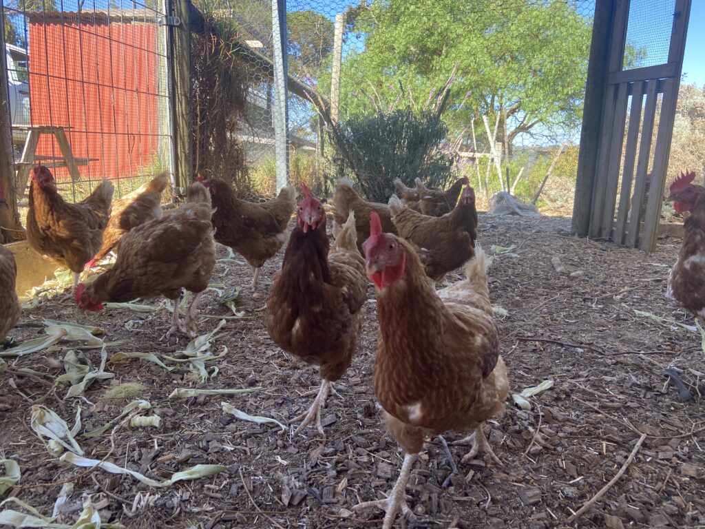 Chickens in a chicken coop