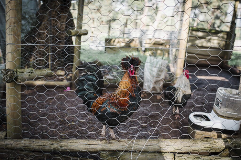 Colourful small rooster in a chicken coop
