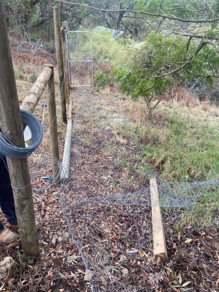 Outdoor chicken run showing gates and fencing