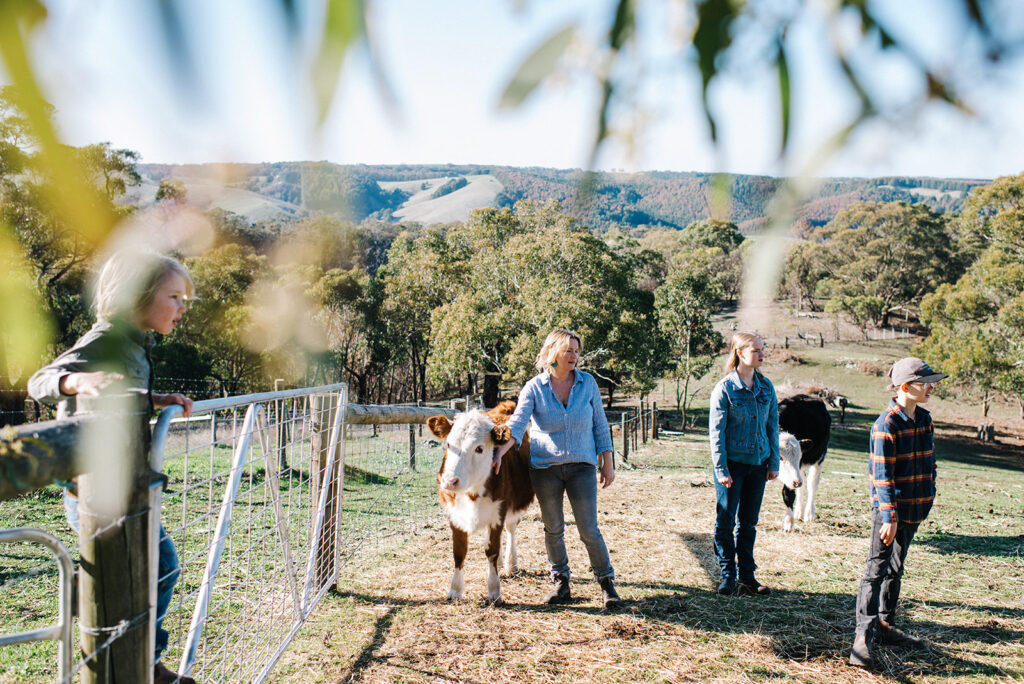Photo through gum leaves of family and a cow